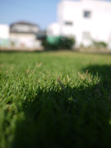 強い芝生