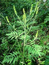 250px-Ambrosia_artemisiifolia_080908[1]